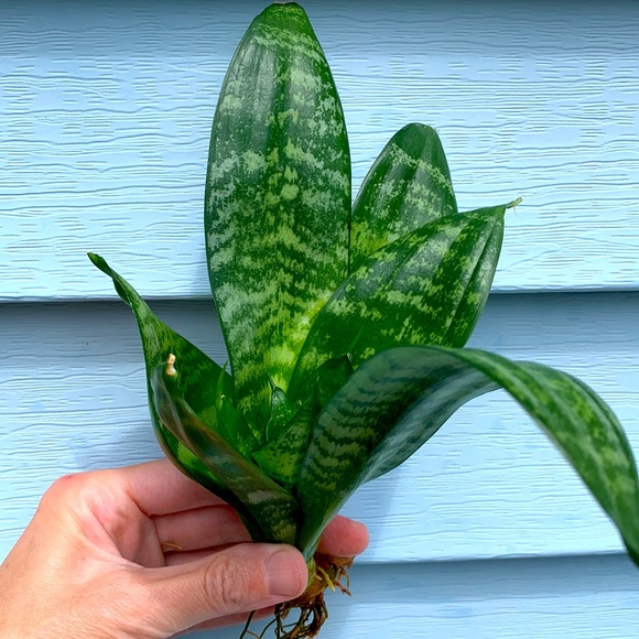 🌿 Snake Plant - Picture 1 of 2